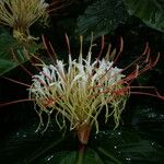 Hedychium ellipticum Λουλούδι