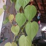 Philodendron hederaceum Φύλλο