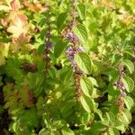 Mentha arvensis Flower