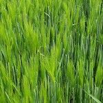 Hordeum vulgare Blad