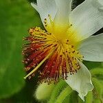 Sparrmannia africana Flower