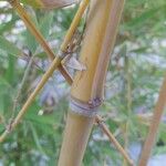 Phyllostachys aurea Corteccia