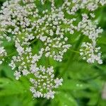 Chaerophyllum hirsutum Fleur