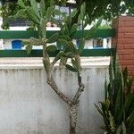 Opuntia triacanthos Habit