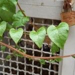 Anredera cordifolia Blad