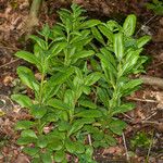 Sedum telephium Leaf