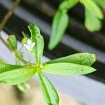 Oldenlandia corymbosa Flower