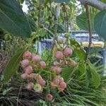 Cordia dichotoma Fruit