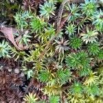 Saxifraga juniperifolia Leaf