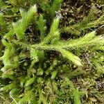 Lycopodium clavatum List