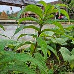 Elsholtzia blanda Leaf