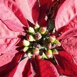 Euphorbia pulcherrima Flower