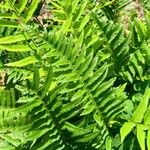 Polystichum munitum Foglia