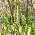 Erodium rodiei Frucht