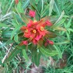 Euphorbia griffithii Hoja