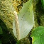 Spathiphyllum cannifolium Flower