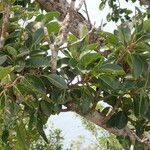 Ficus citrifolia Folha