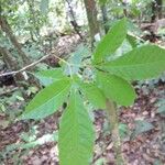 Vitex triflora Feuille