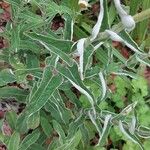 Helichrysum foetidum ഇല