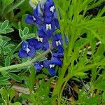 Lupinus subcarnosus Flower