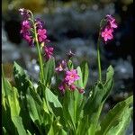 Primula parryi Habitus