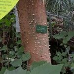 Ceiba pentandra Écorce