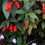 Kohleria hirsuta Blomst