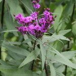 Vernonia gigantea Flower