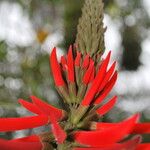 Erythrina speciosa 花