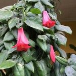 Lapageria rosea Fiore