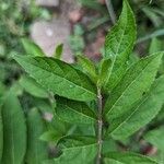 Callicarpa dichotoma Yaprak