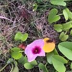 Ipomoea pes-caprae Flower