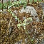 Salvia reflexa പുഷ്പം