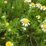 Anthemis cotula Цвят