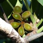 Acropogon paagoumenensis Fruto