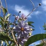 Solanum bonariense Цветок
