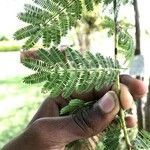 Albizia harveyi Лист