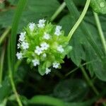 Valeriana woodsiana Flower