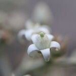 Argophyllum nitidum