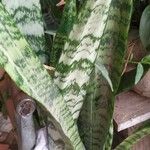 Sansevieria trifasciata ഇല