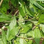 Celtis gomphophylla 其他