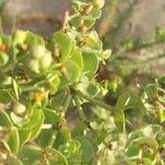 Euphorbia paraliasBlad