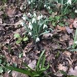 Galanthus nivalisFiore