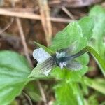 Viola arvensis Habit