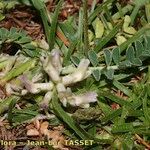Astragalus depressus Цвят