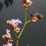 Limonium girardianum 花