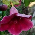 Allamanda blanchetiiFlower