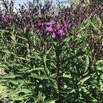 Vernonia gigantea Flower