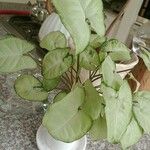 Syngonium podophyllum SchottList