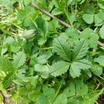 Potentilla anglica Leaf